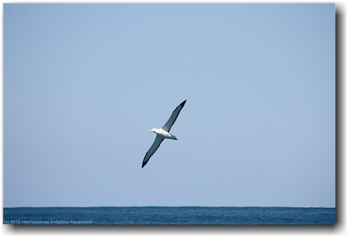 albatros ueber dem pazifik vor kaikoura