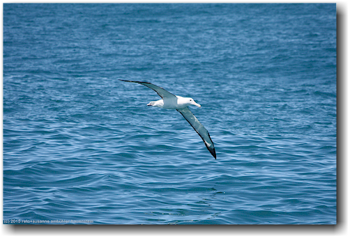 albatros ueber dem pazifik vor kaikoura