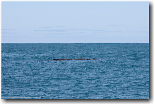 pottwal im pazifik vor kaikoura