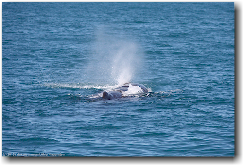 pottwal im pazifik vor kaikoura