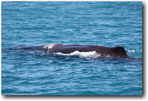 pottwal im pazifik vor kaikoura