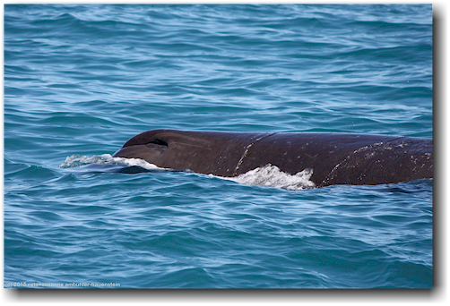 pottwal im pazifik vor kaikoura