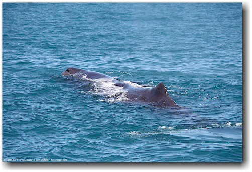 pottwal im pazifik vor kaikoura