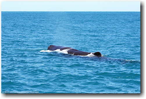 pottwal im pazifik vor kaikoura