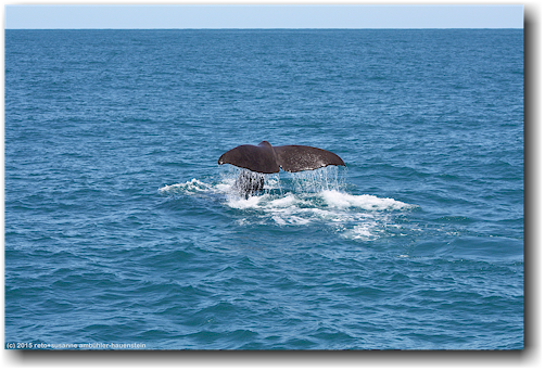 schwanzflosse eines pottwal im pazifik vor kaikoura