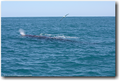 pottwal und albatros im pazifik vor kaikoura