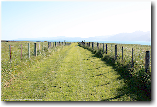 wanderweg ueber wiese bei kaikoura