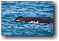 pottwal bei kaikoura