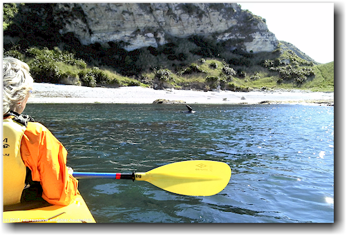 schwimmender seehund vor der kaikoura peninsula