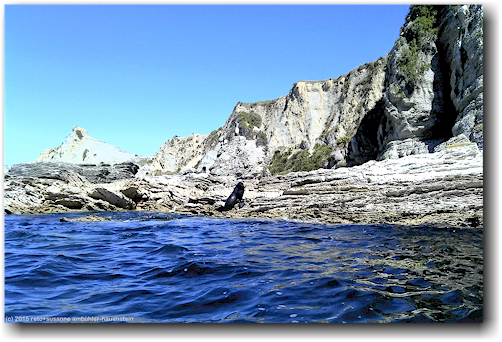 seehund an der kueste der kaikoura peninsula