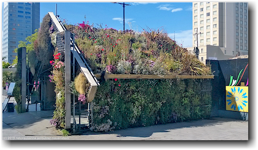blumenhaus bei der zerstoerten kathedrale in christchurch