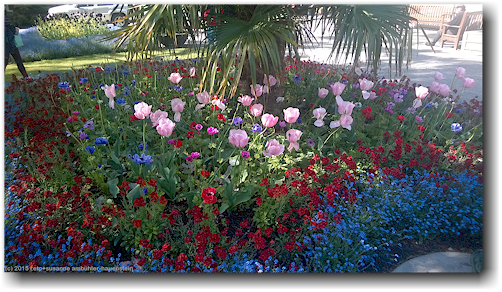 blumen im botanischen garten in christchurch