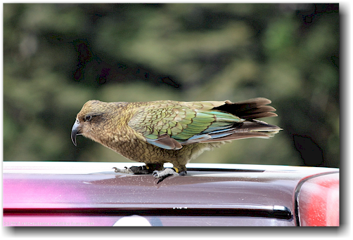 kea auf einem autodach bei arthur's pass