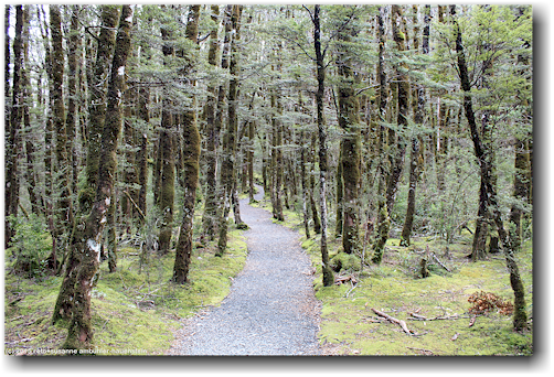 wanderweg auf dem arthur's pass