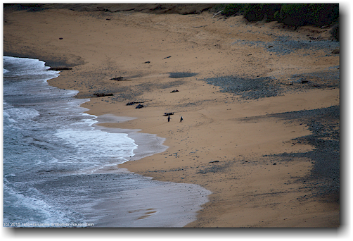 zwei yellow eyed penguins im bushy beach scenic reserve bei oamaru