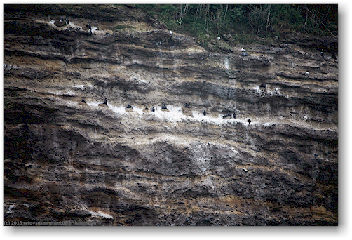 komorane beim royal albatross centre bei dunedin