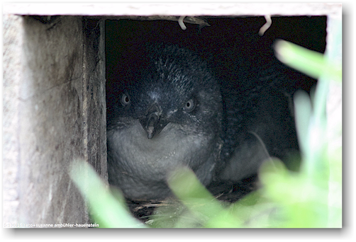 blauaugen pinguin in seinem brutkasten in der yellow eyed penguin conservation
