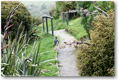 gelbaugen pinguin in der yellow eyed penguin conservation
