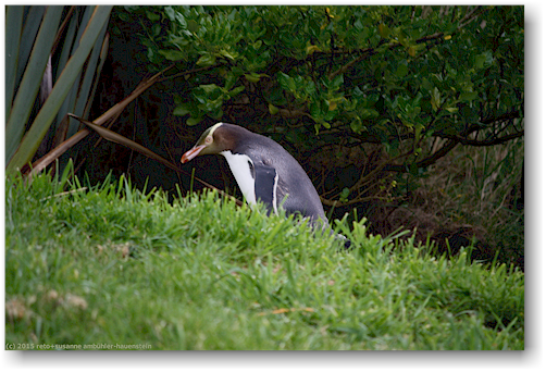 gelbaugen pinguin in der yellow eyed penguin conservation