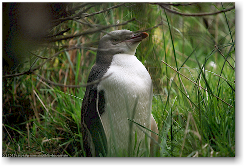 bachelor (junggeselle) - gelbaugen pinguin in der yellow eyed penguin conservation