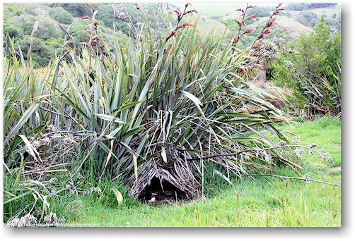 gelbaugen pinguin in seinem nest in der yellow eyed penguin conservation