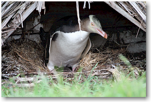 gelbaugen pinguin in seinem nest in der yellow eyed penguin conservation