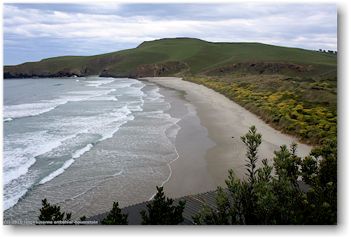 sandstrand in der yellow eyed penguin conservation