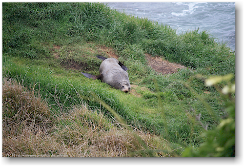 seehund in der yellow eyed penguin conservation