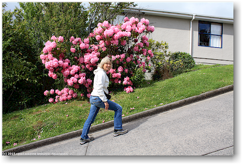 baldwin street in dunedin - steilste strasse der welt