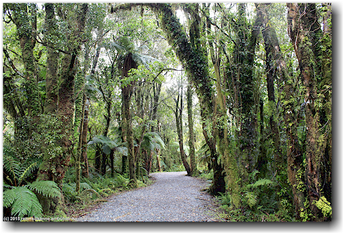 wanderweg entlang der glacier road zum franz josef glacier