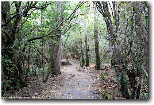 tongariro alpine crossing track: waldweg zum parkplatz