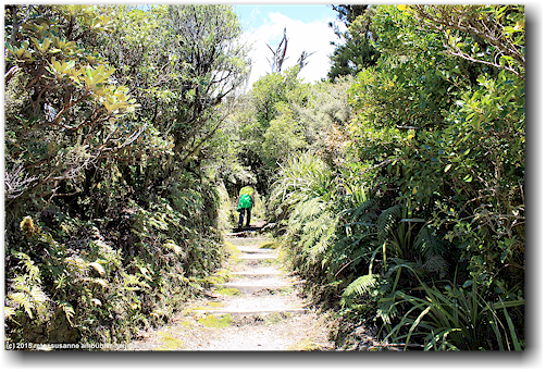 wanderweg unterhalb der baumgrenze am mount taranaki
