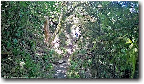 veronica loop trail am mount taranaki