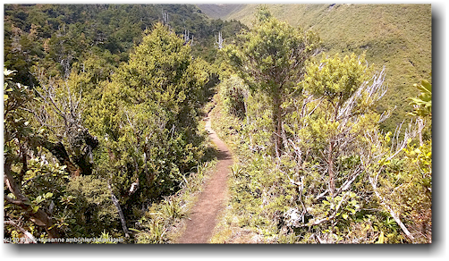 veronica loop trail am mount taranaki