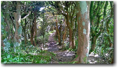 wald entlang des veronica loop trail am mount taranaki