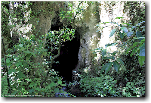 hoehle entlang des ruakuri bush walk bei waitomo