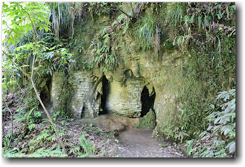 hoehlen entlang des ruakuri bush walk bei waitomo
