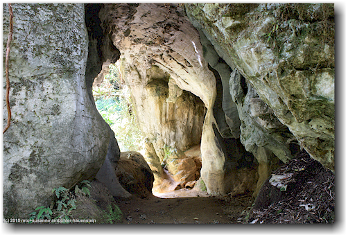 natuerlicher tunnel entlang des ruakuri bush walk bei waitomo