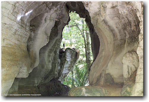 natuerlicher tunnel entlang des ruakuri bush walk bei waitomo