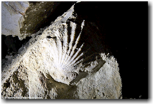 versteinerte muschel in der waitomo ruakuri cave