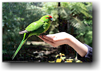 zahmer papagei im kiwi bird house bei otorohanga
