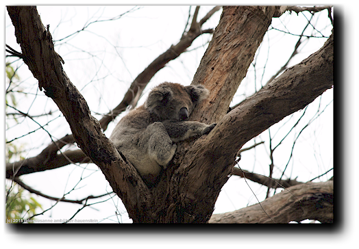 koala im wald entlang der zufahrtsstrasse zum cape otway