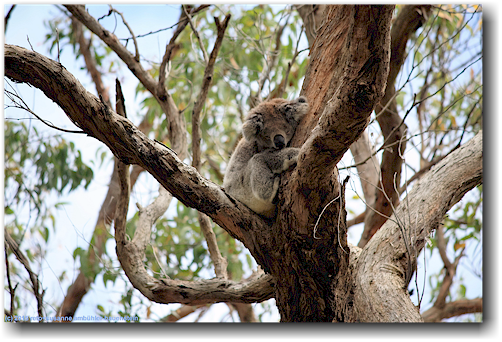 koala im wald entlang der zufahrtsstrasse zum cape otway