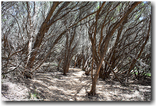 wald bei cape otway