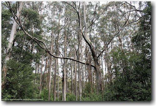 baeume im otway treetop walkway forest