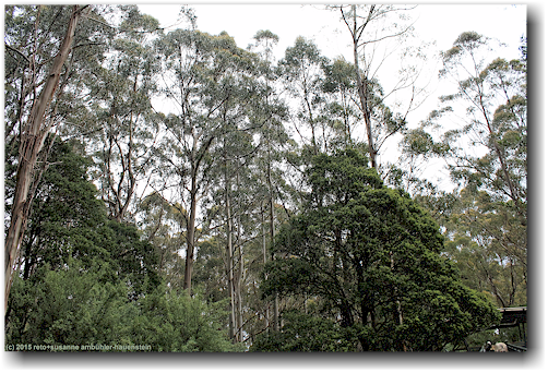 baeume im otway treetop walkway forest