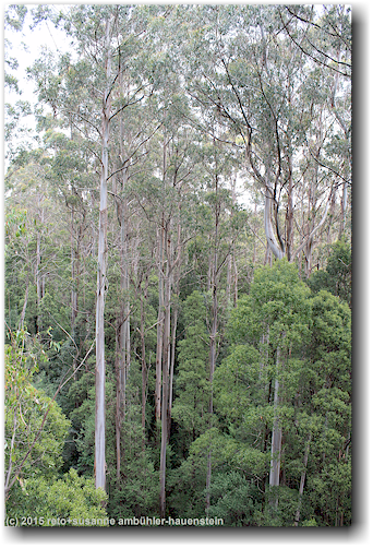 baeume im otway treetop walkway forest