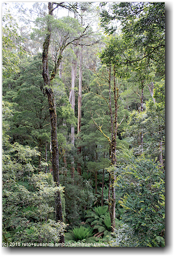 baeume im otway treetop walkway forest