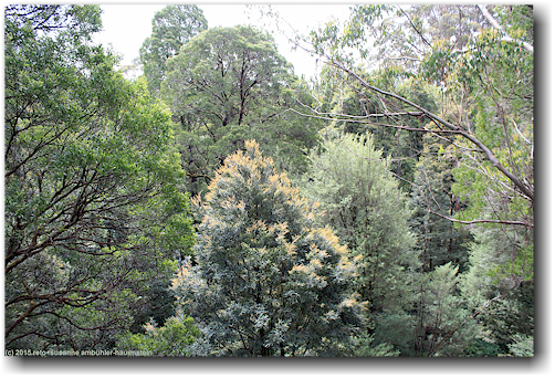 baumkronen im otway treetop walkway forest