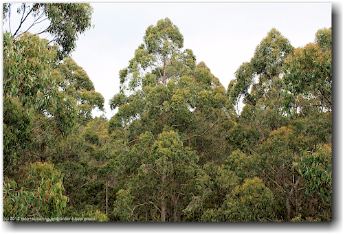 baumkronen im otway treetop walkway forest